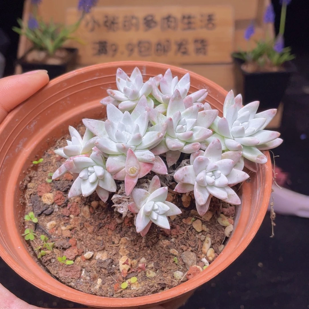 白菊老桩多肉9.9包邮发货