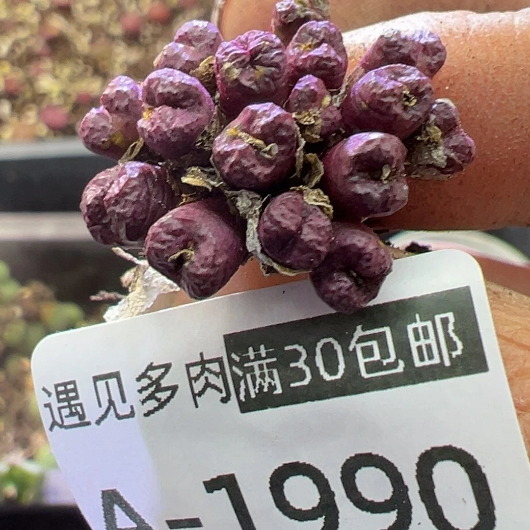 多肉植物111111111111111