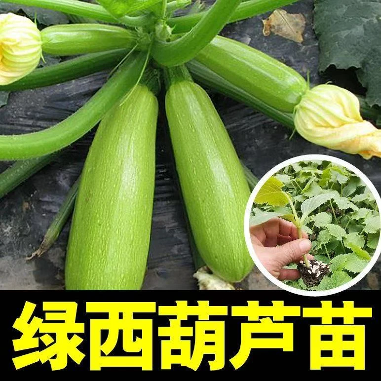 早熟西葫芦苗云南小瓜苗角瓜苗茭瓜苗耐热抗病长势强瓜条好产量高