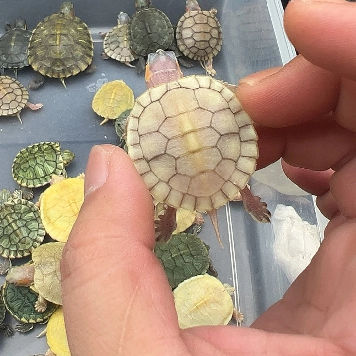 绿毛龟母妖姬11111
