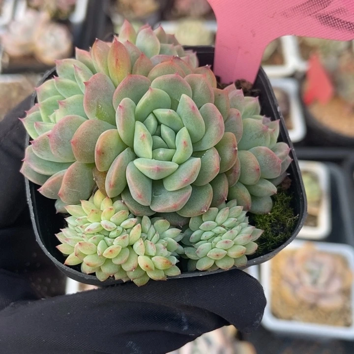 2032干冰缀多肉植物保护