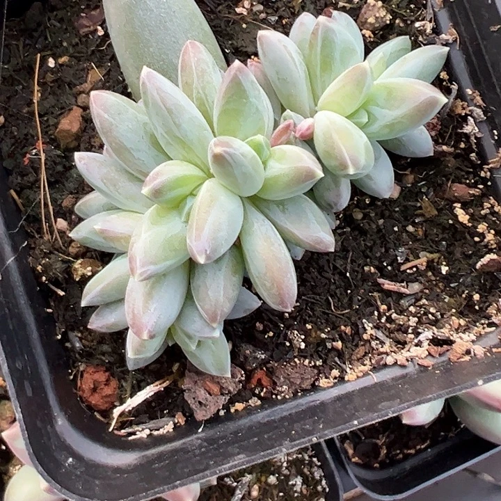 7头雪戴莉111111111