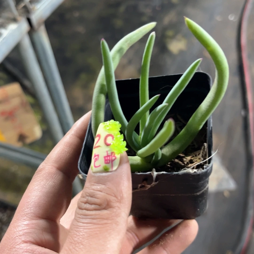 单头本龙单头发货有根