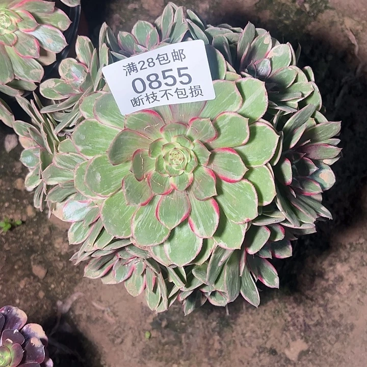 0855孔雀翎多肉植物