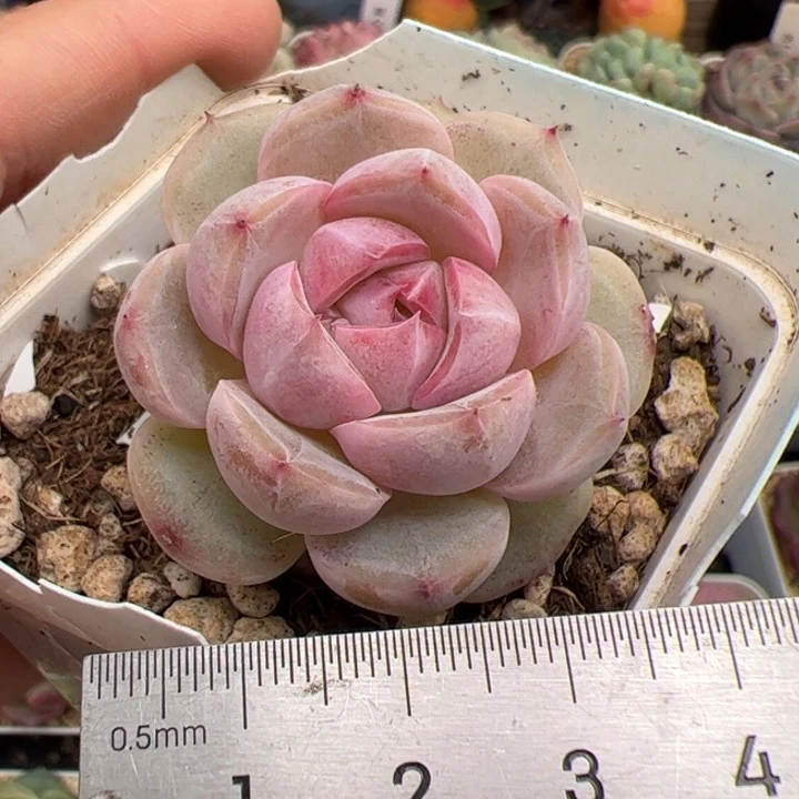 556 多肉植物组合盆栽