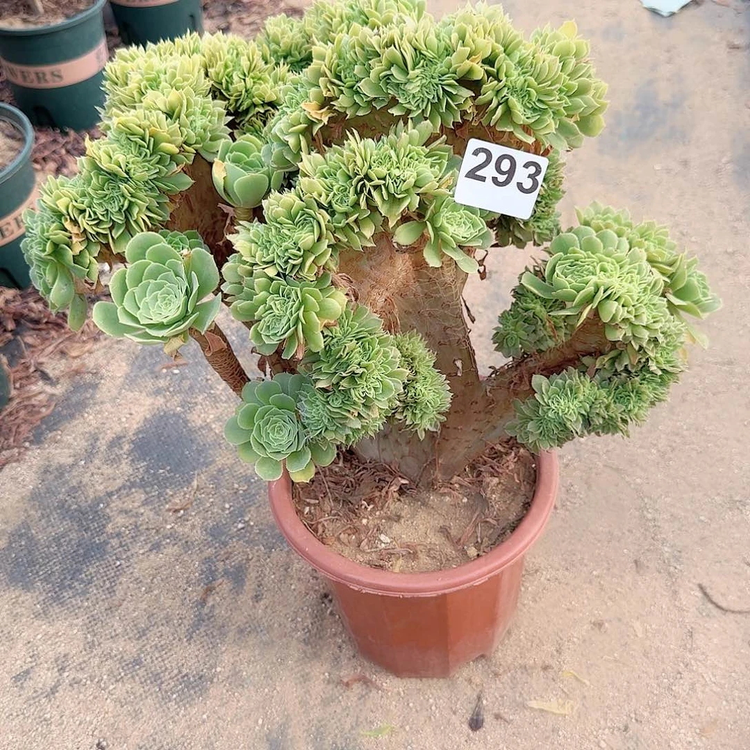 293绿缀一颗呀呀呀呀