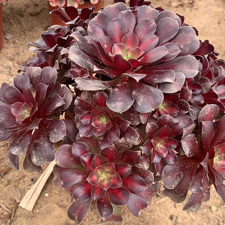 艾****姐多肉植物花娜52号