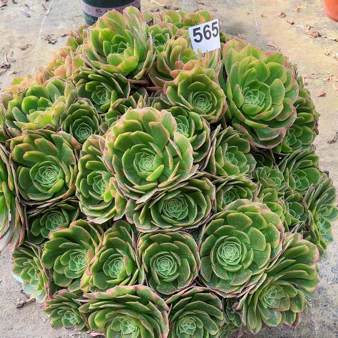 云*多肉植物565多肉