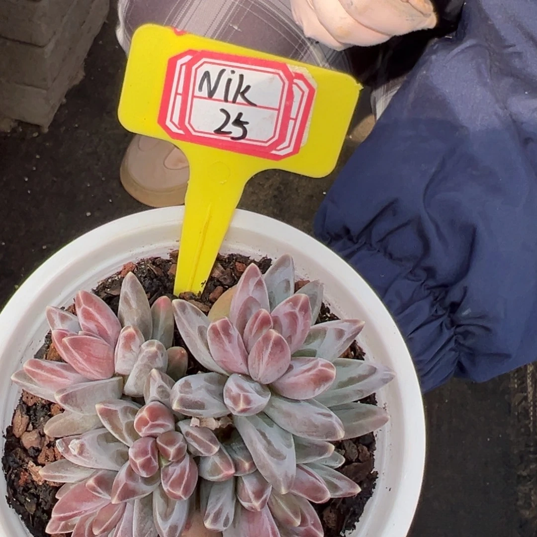 N***i我是花卉专用车司机，nik25