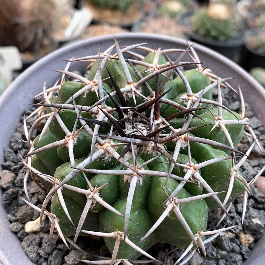 实生黑刺圆盘玉仙人球