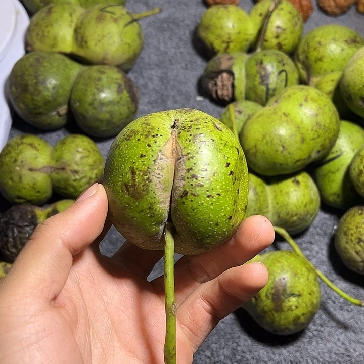 文玩核桃吊坠青皮