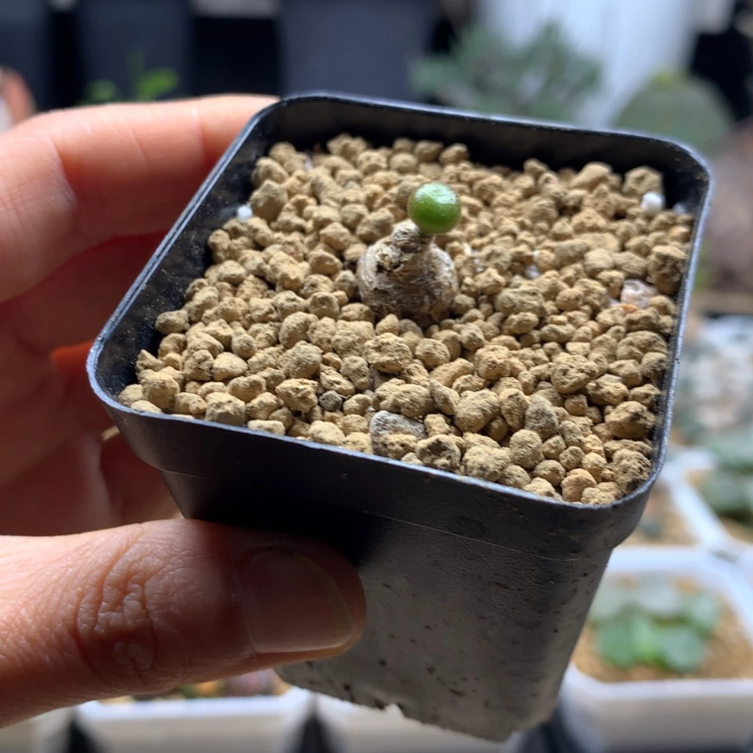 欧宝奇峰锦带盆多肉