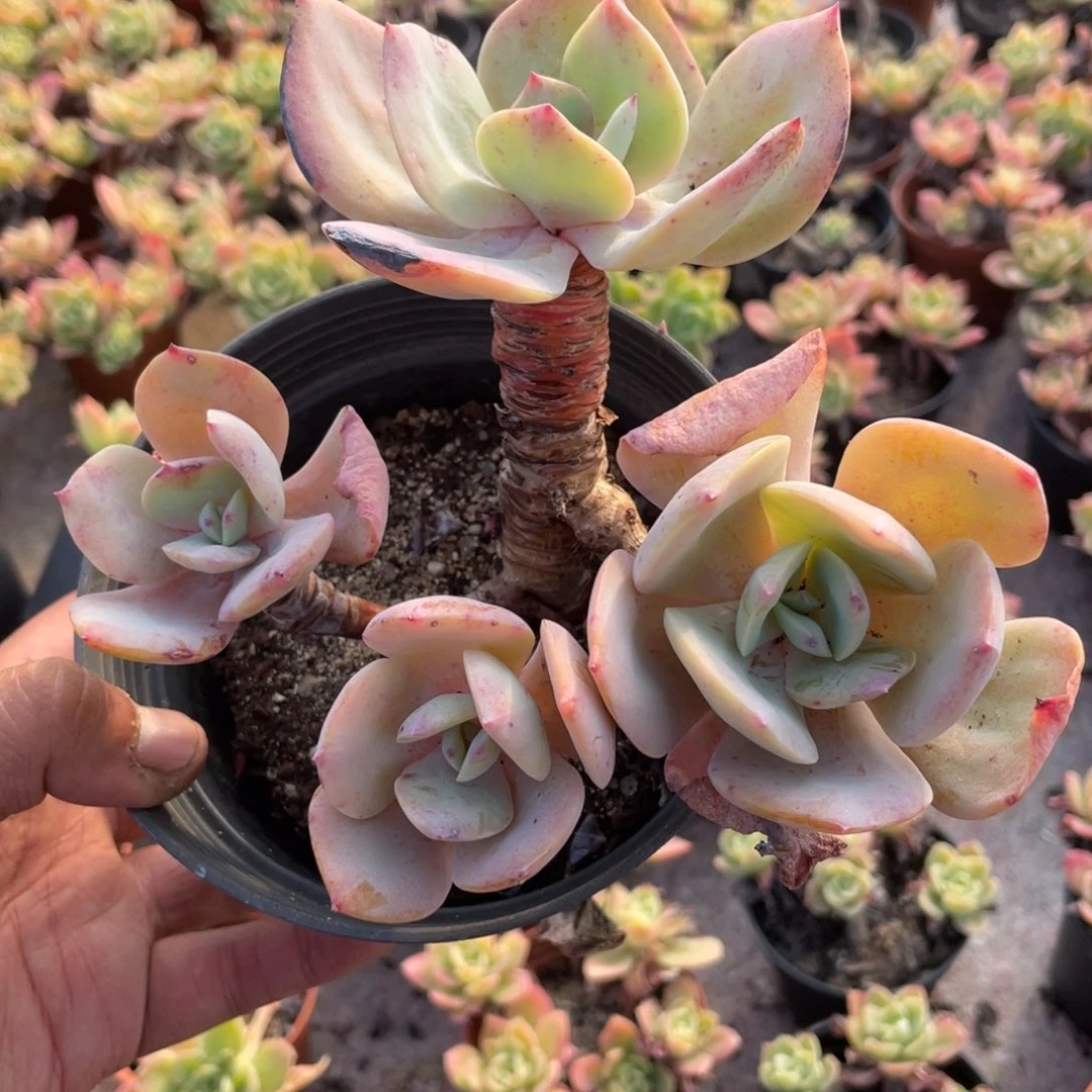 1710  白凤  六月六