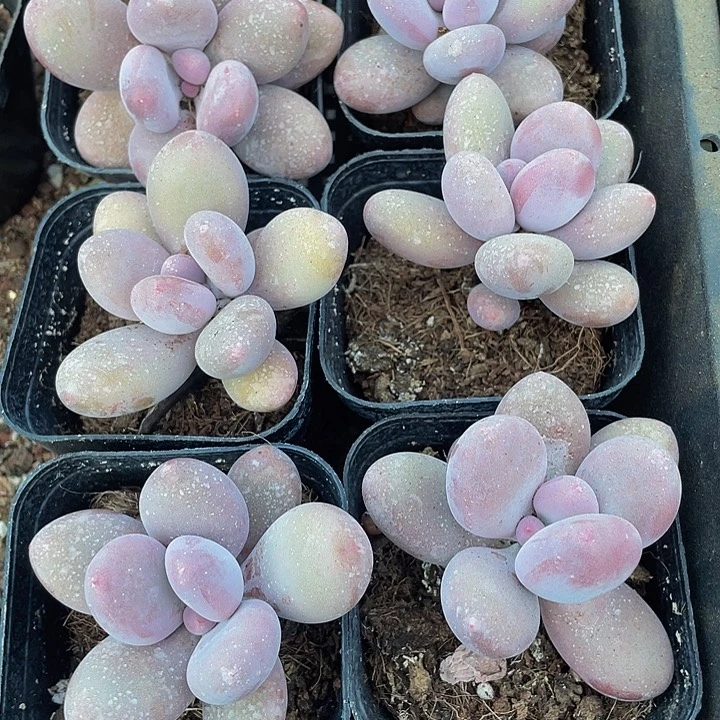 单头大桃美人2.8带盆