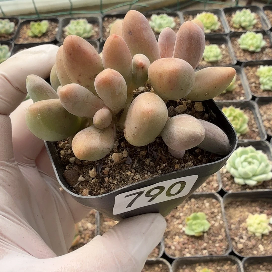 790四头无砍红手指满20包邮