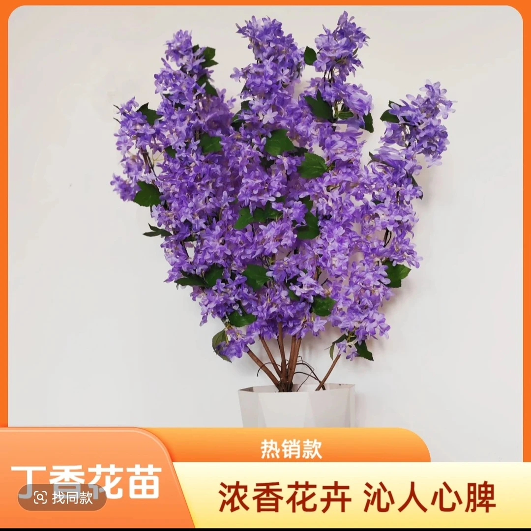 7四季开花浓香型丁香花树苗庭院南北方种植盆栽室外耐寒花卉植物
