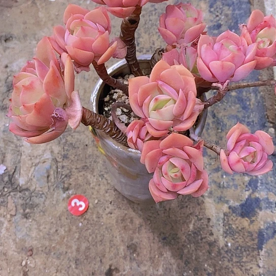 漠*克里斯汀多肉植物