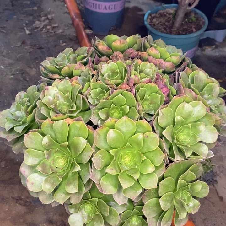 万圣节多肉植物19。