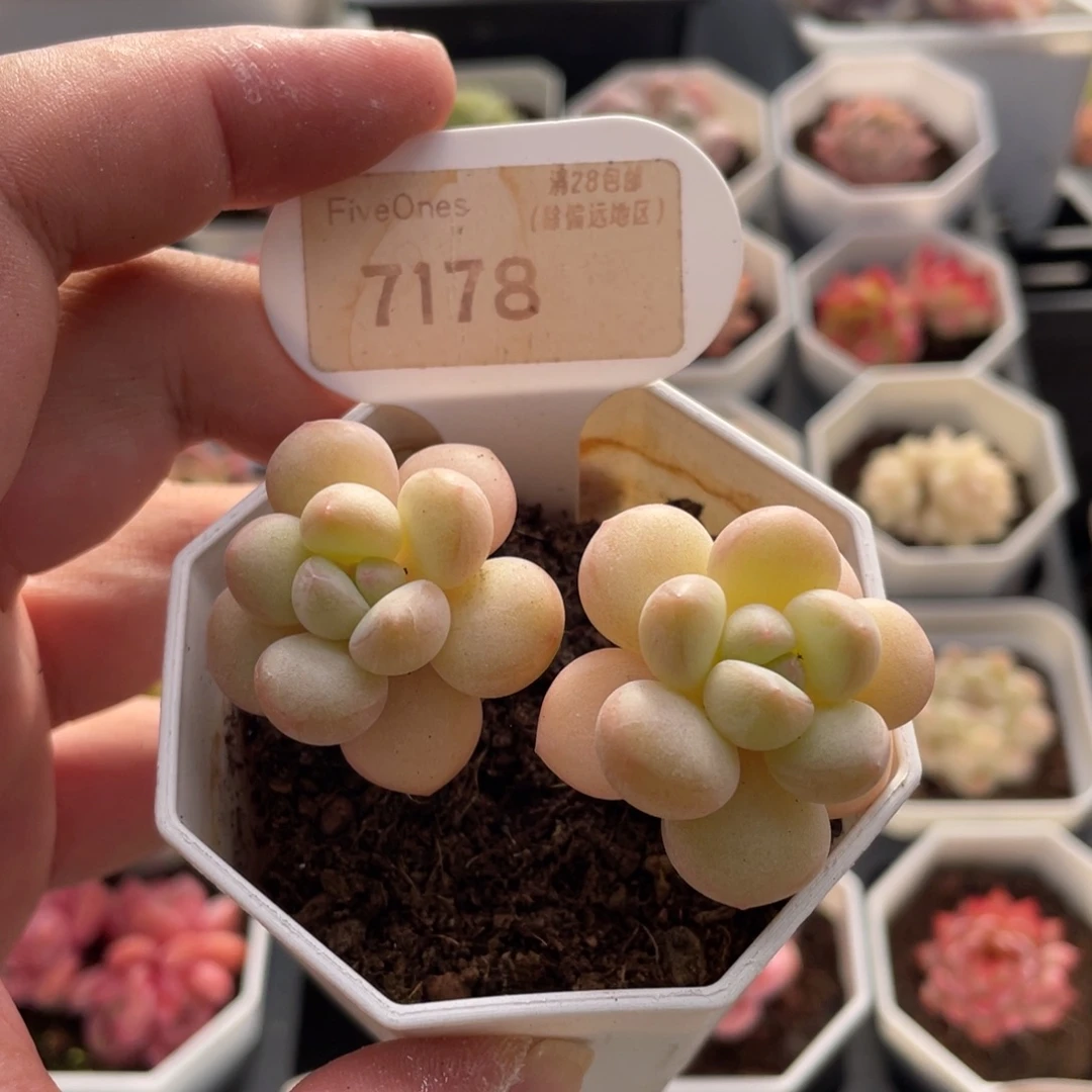 泡泡糖7178-6.5厘米