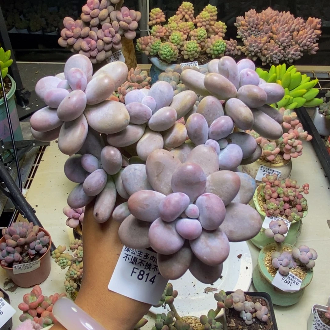 814芭比奶多肉16cm