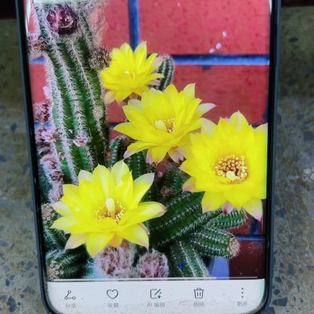 下84白檀普拉3个 歪无根侧芽3公分左右20包邮