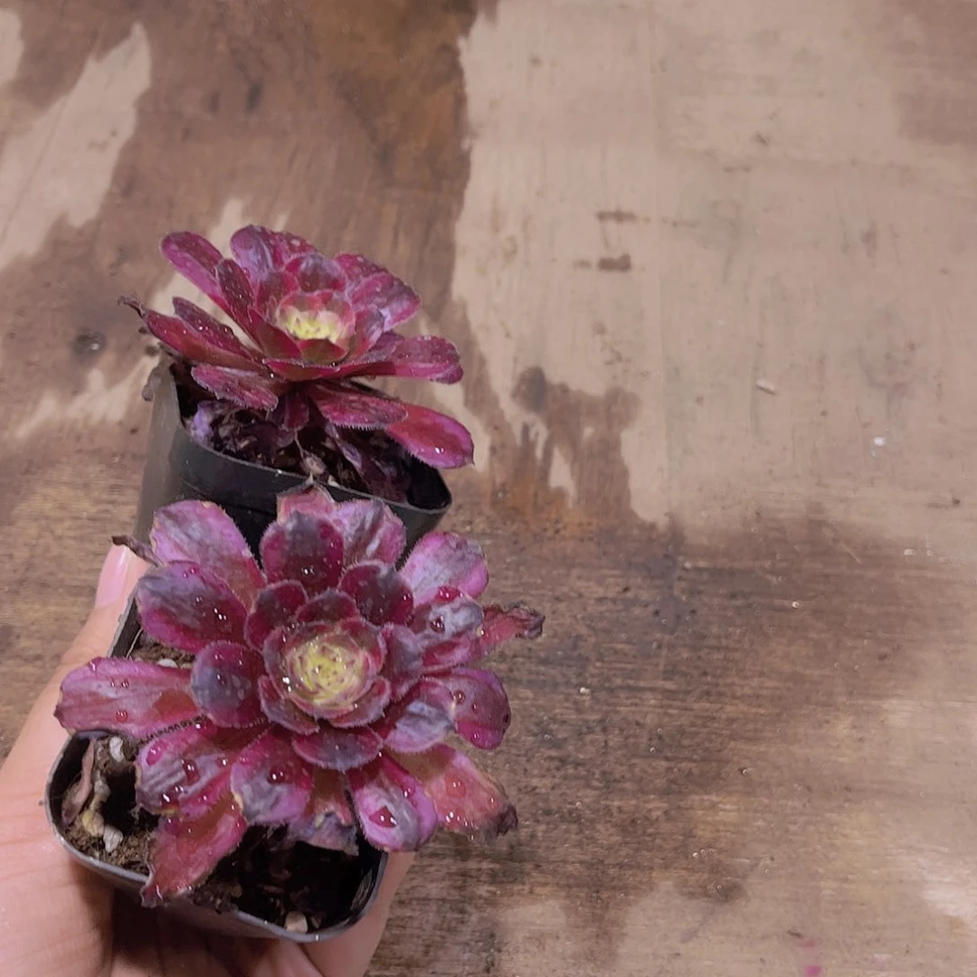 紫***罗法师2个多肉植物1