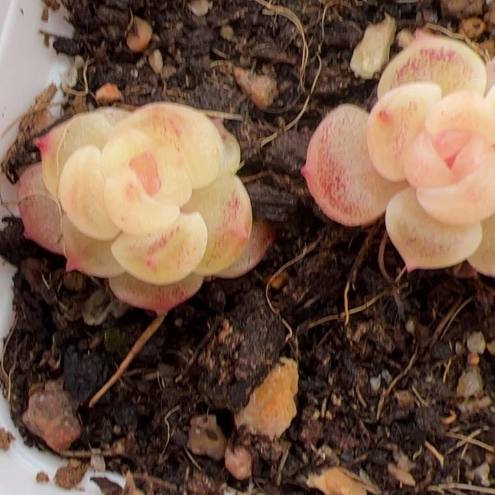 零***壹0808专拍链接啊啊啊啊啊