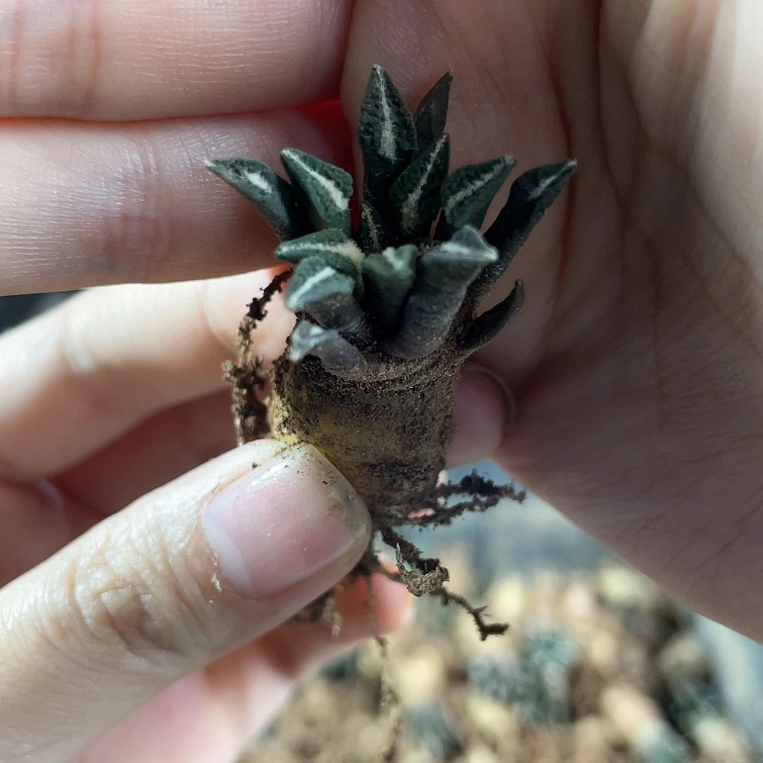 1.8cm实生黑牡丹萝卜根