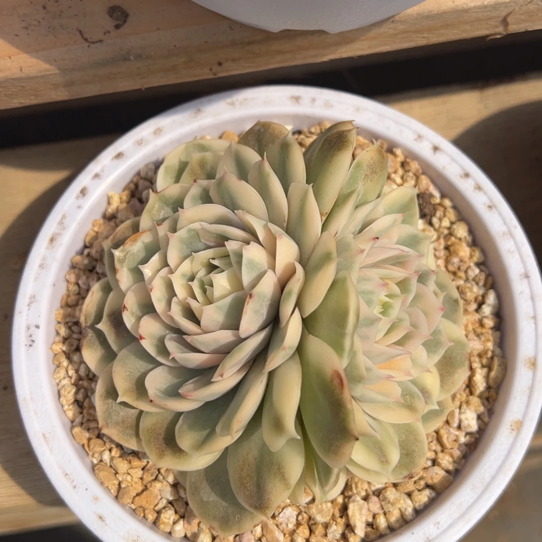 昂斯诺锦阿松多肉