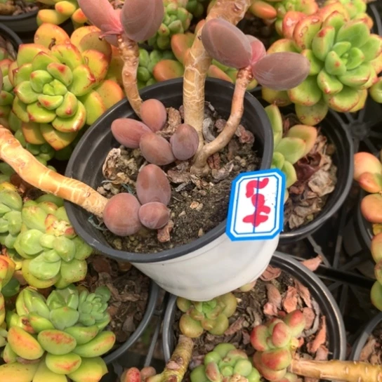 甜***熊一物一拍红手指多肉204