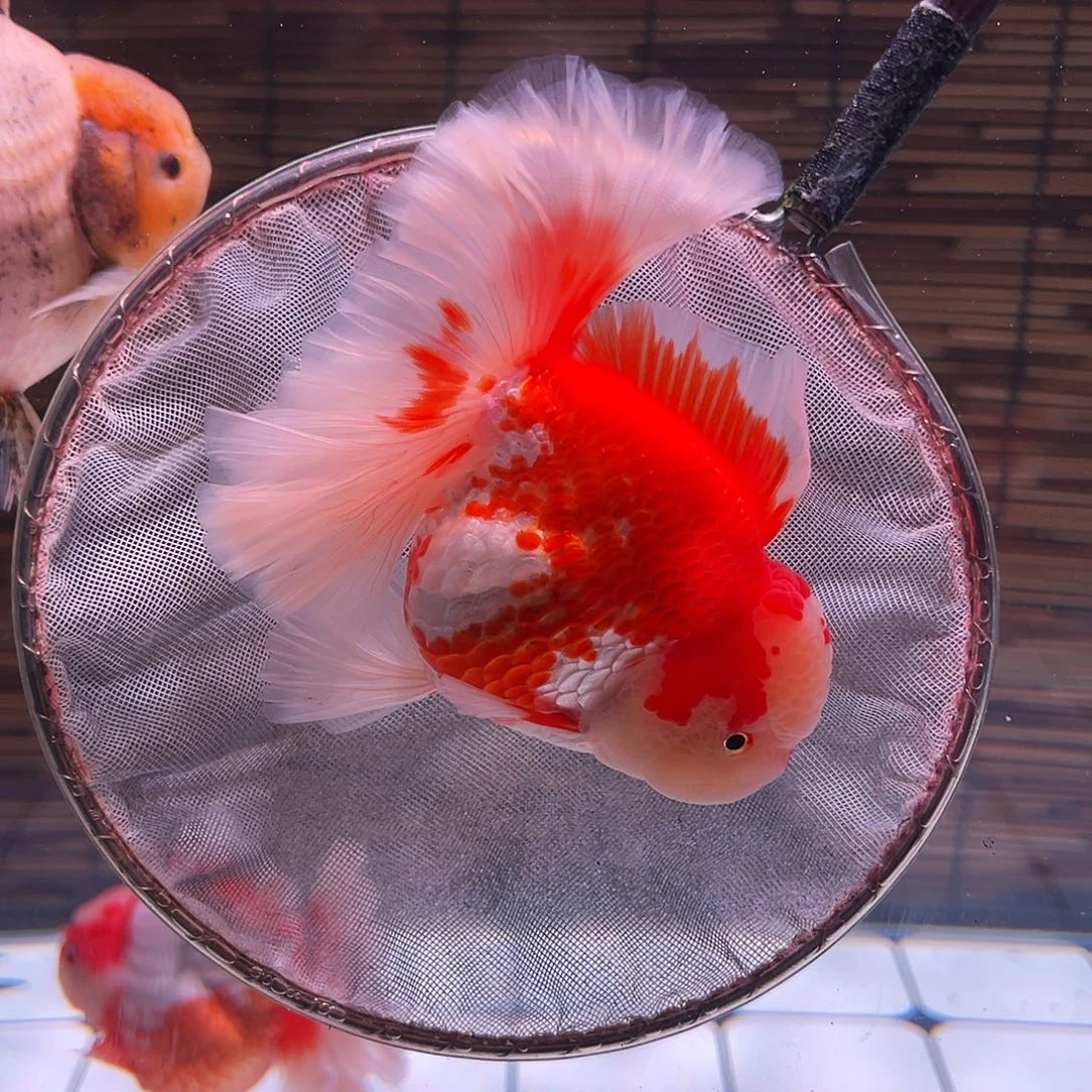 金鱼百褶泰狮冷水金鱼