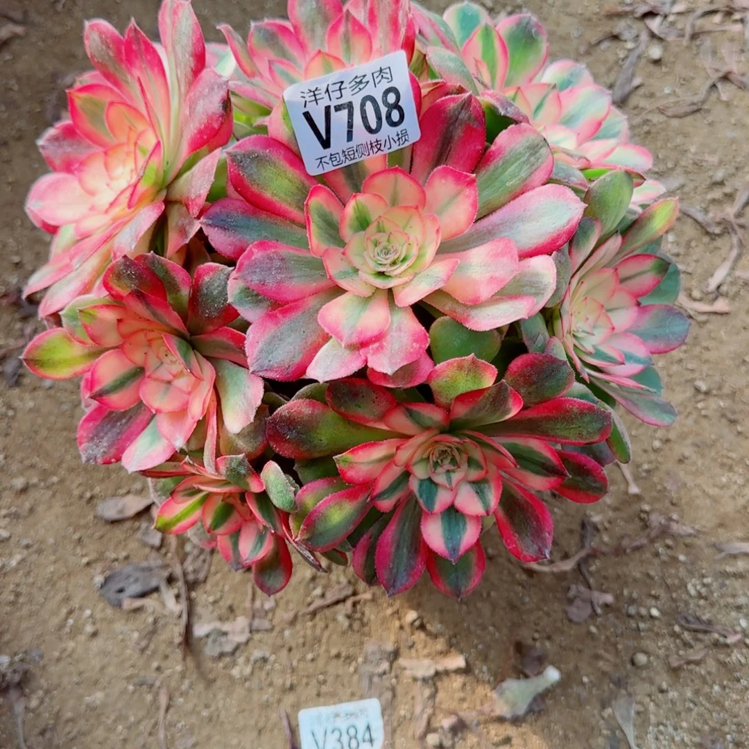荔枝法师708冠幅25