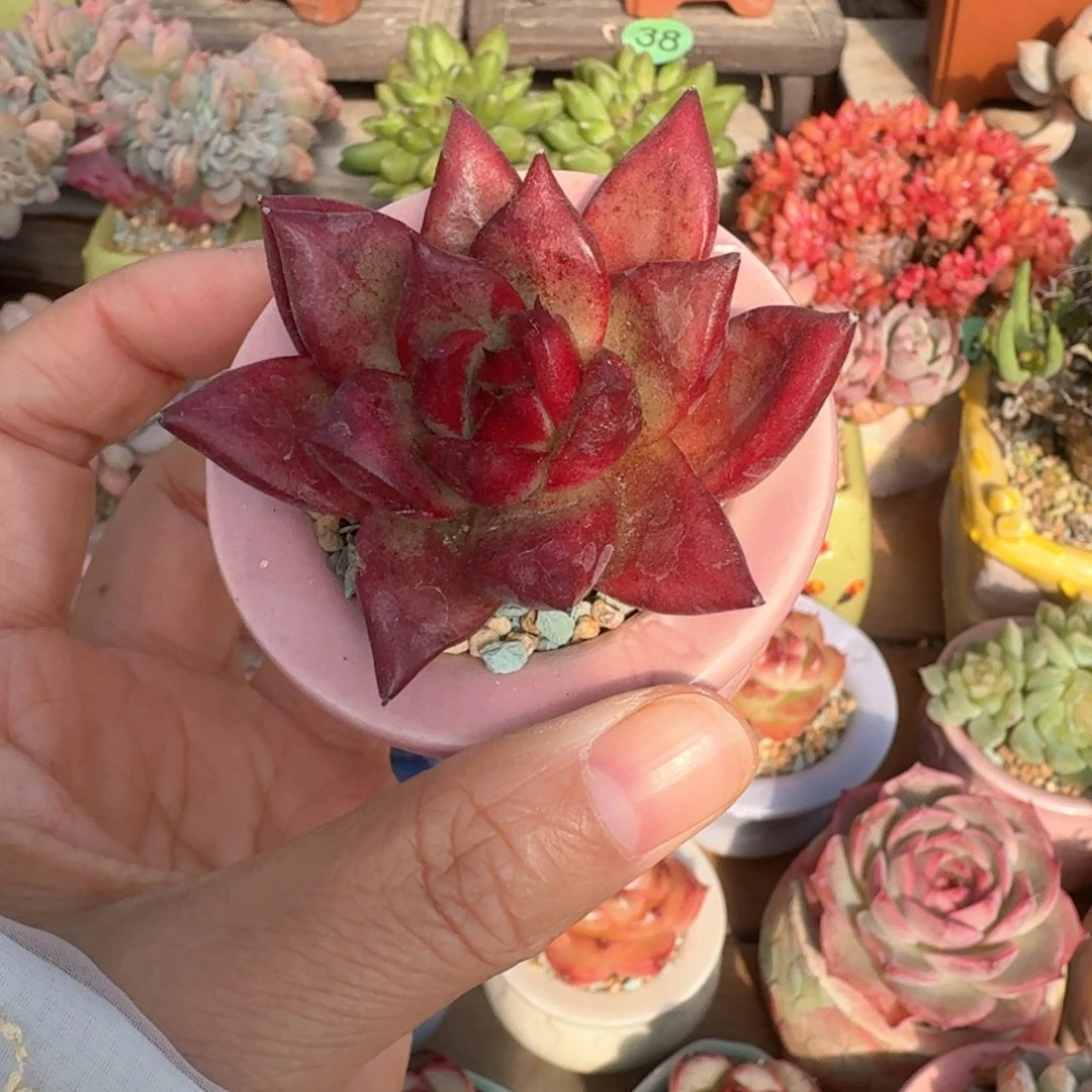 红乌木 多肉含盆土 一物一拍