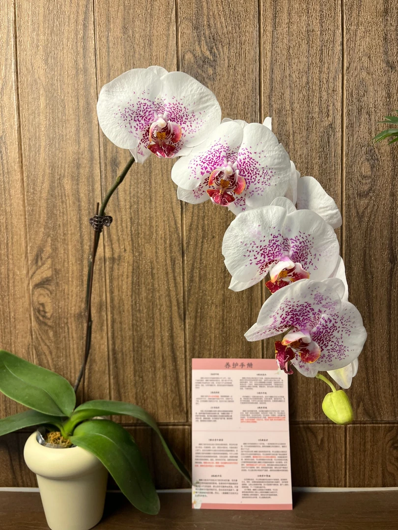 枫叶 精品蝴蝶兰 室内精品观赏 真花