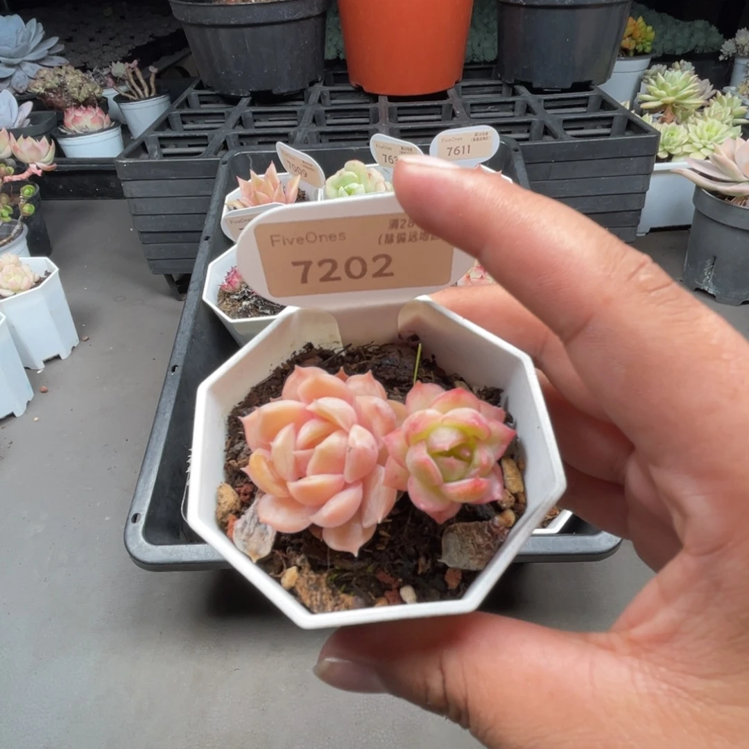 7202昂斯诺4.0厘米