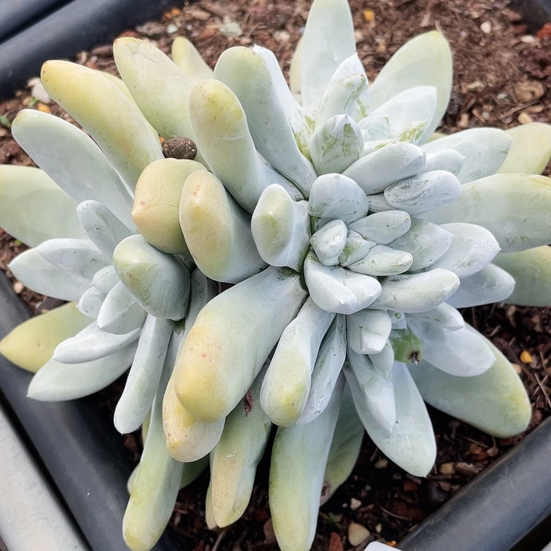 大花朵红拇指老桩5940