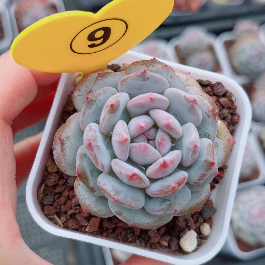 9号小老桩星星橙单头