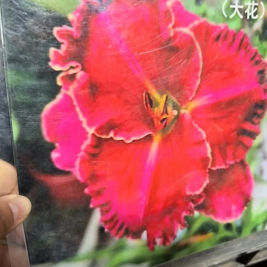 当前无花栽培后可以开花圣诞祝福3棵裸根发货