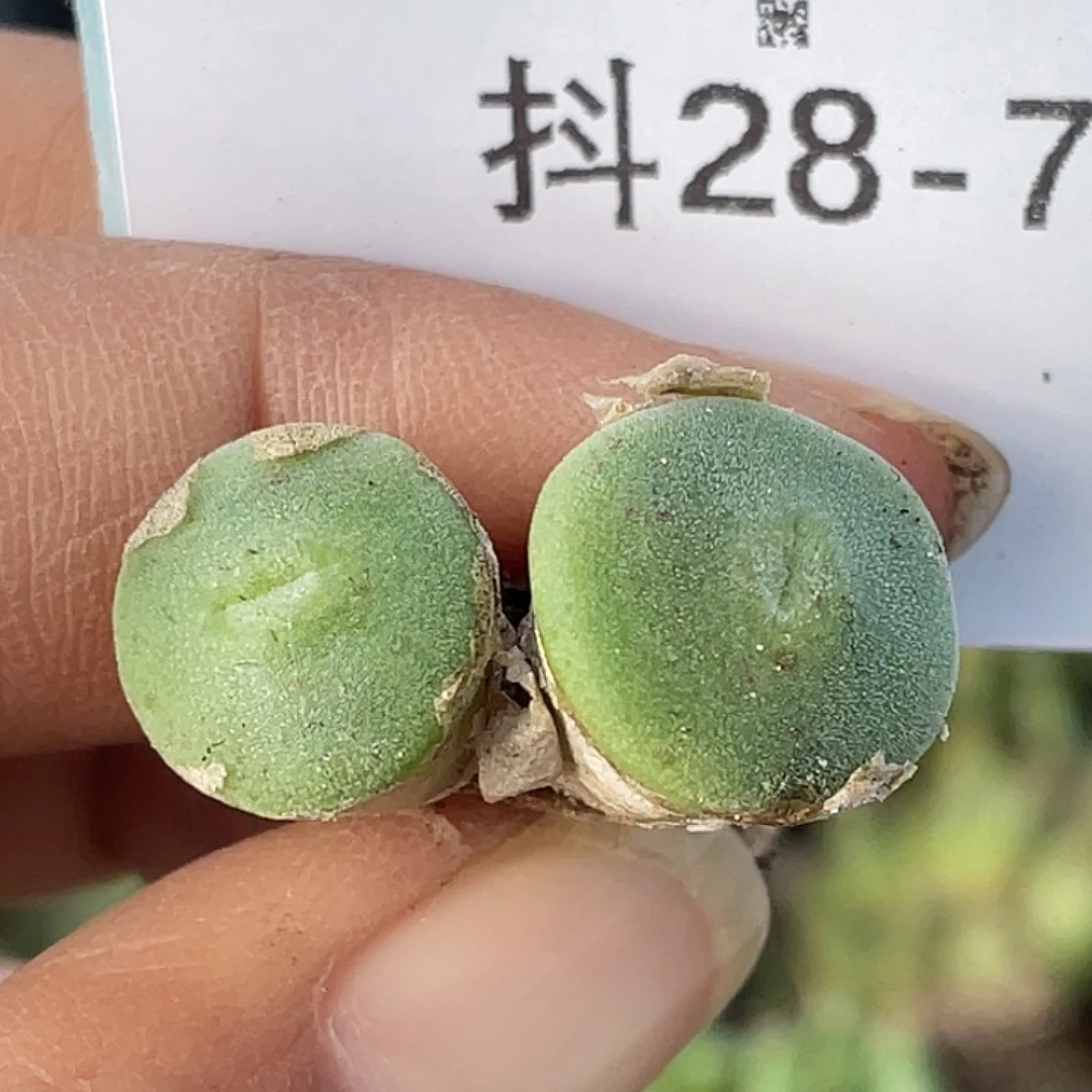 28-7毛钮扣多肉植物