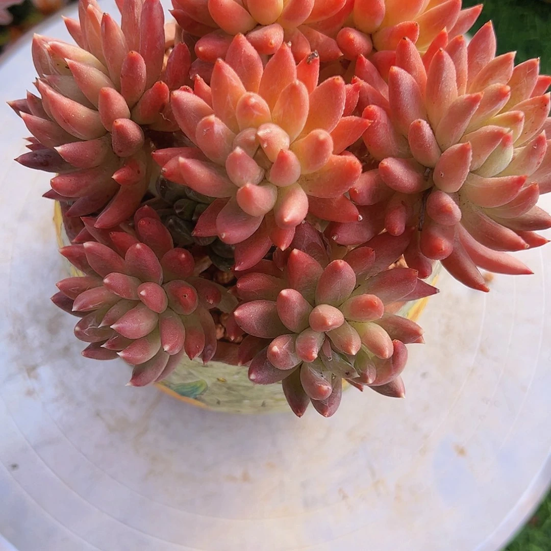 炫彩星1111111111111111