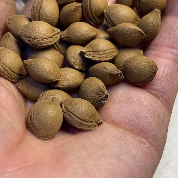 文玩核桃吊坠拿姐53