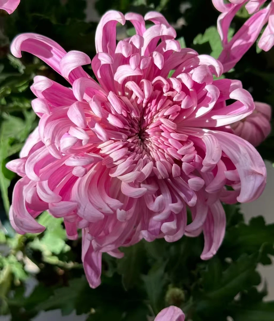 【带花苞】九月大花菊-粉国华大花型阳台庭院好养护