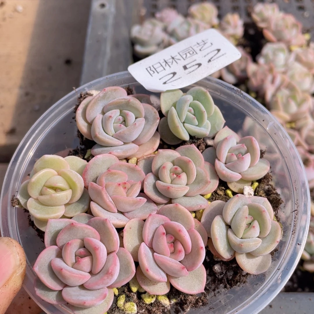 哦**喽多肉植物多肉植物252