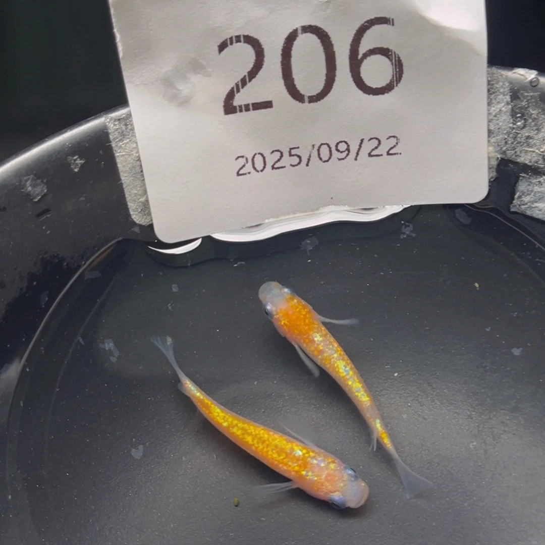 青鳉206王华海王星一对