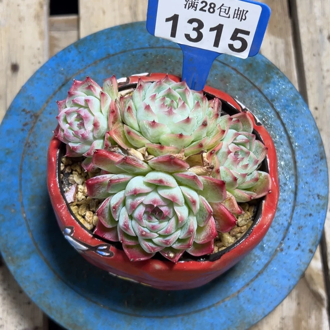 1315吉娃娃杂，冠服11