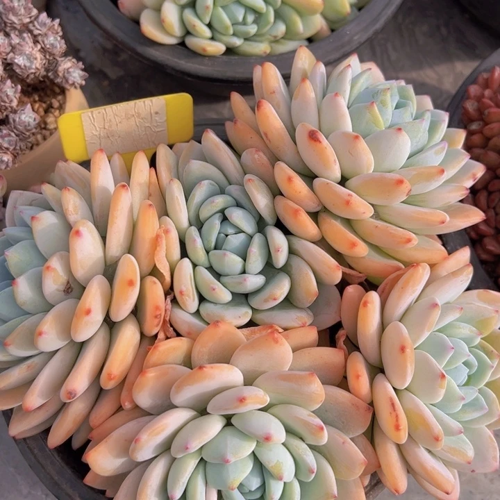 健健康康平平安安