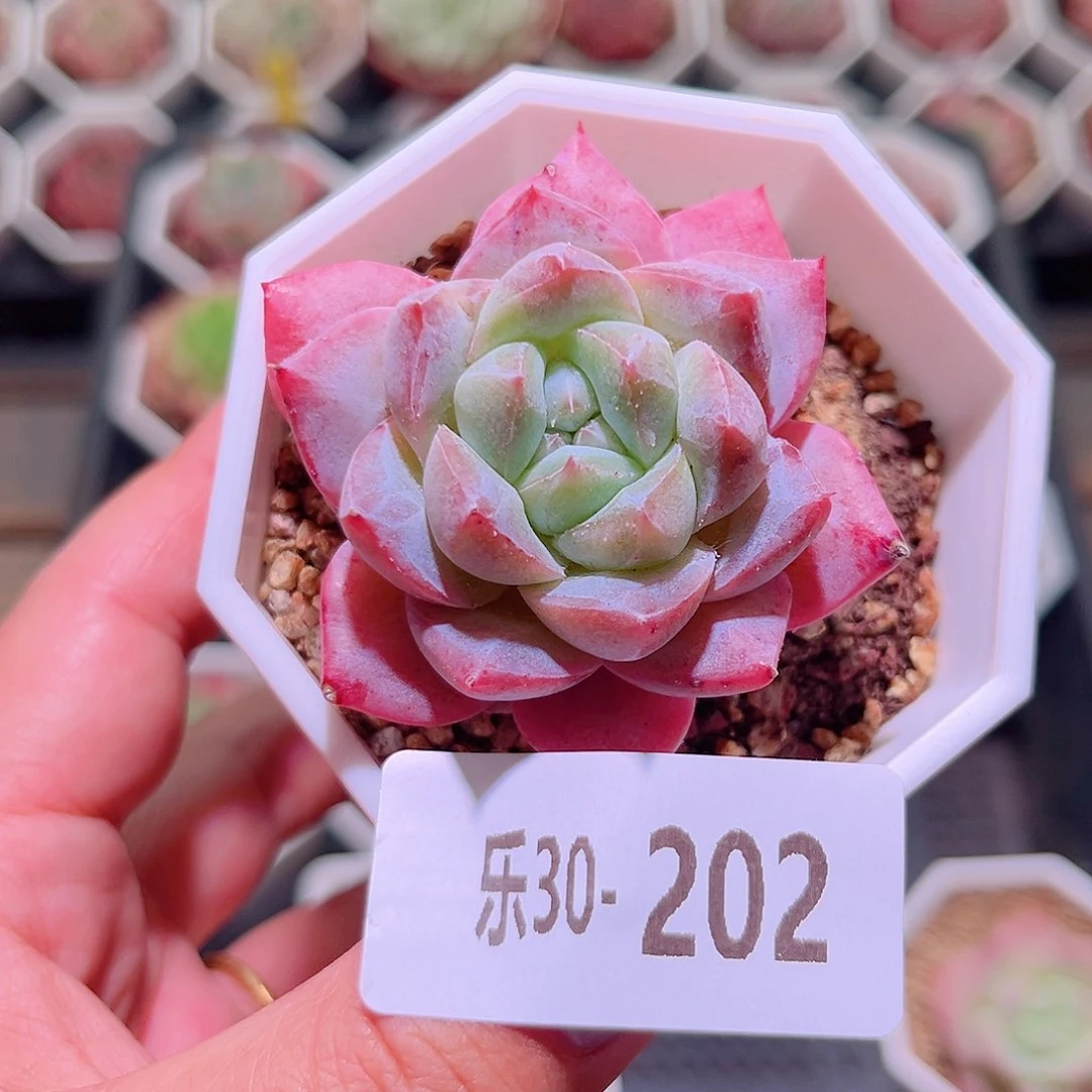 乐然30-202 粉钻单头