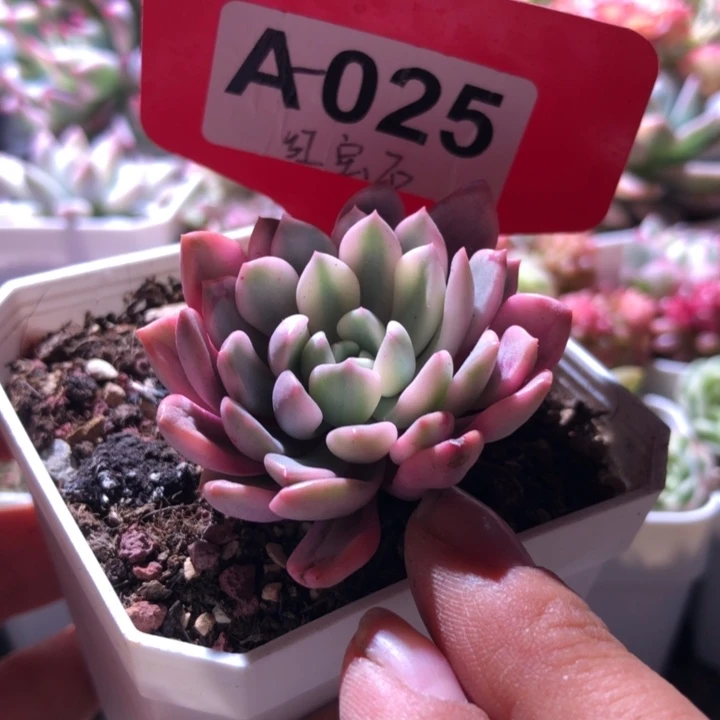 福利红宝石覆轮锦有根