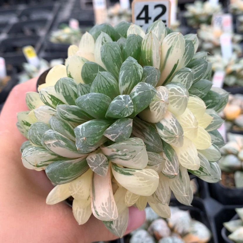 【闪购商品】426苏锦