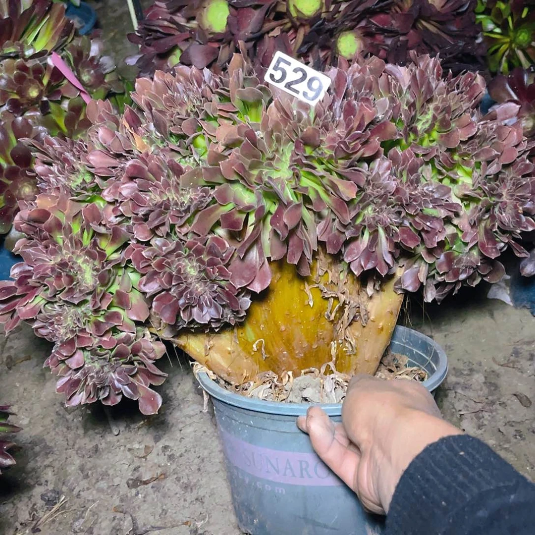 法师法师13–26包邮法师